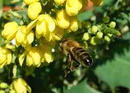 Peduli Serangga Pollinator: Peran Lebah Madu Pada Kesinambungan Kehidupan Manusia dan Ekosistem