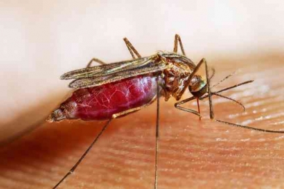 WHO Mulai Kewalahan Lawan Malaria