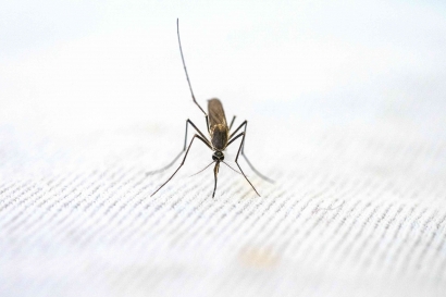 Insecticide Treated Nets (ITN): Pelindung Tidur Efektif Melawan Gigitan Nyamuk