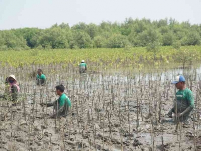 Hasil Riset Tunjukkan Survival Rate Penanaman Mangrove LindungiHutan di Mangunharjo 93%, Bagaimana Lainnya?