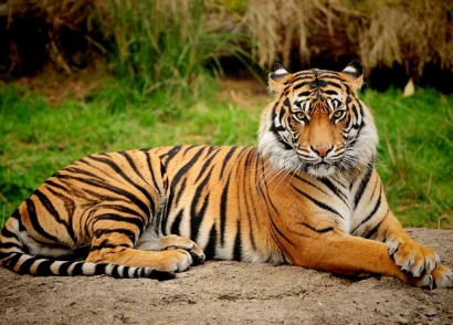 Safeguarding the Sumatran Tiger: A Race Against Time for Conservation and Biodiversity Protection