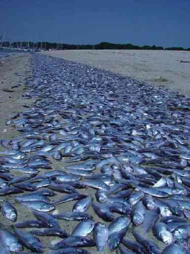 Fenomena Kematian Ribuan Ton Ikan di Perairan Hokkaido Jepang. Apakah Akibat Limbah Nuklir ?