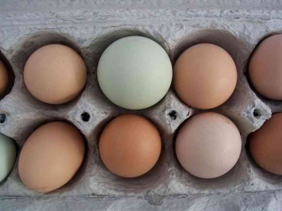 Cara Penyimpanan Telur yang Baik untuk Dikonsumsi
