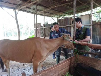 Mahasiswa IPB Dampingi Dinas Peternakan Balangan dalam Memberikan Pelayanan Kesehatan bagi Hewan Ternak
