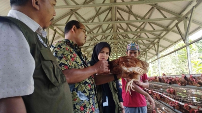 Tim OVOC Evaluasi Implementasi SOP Budidaya Ayam Petelur di Pesantren Nurul Muhibbin Halong