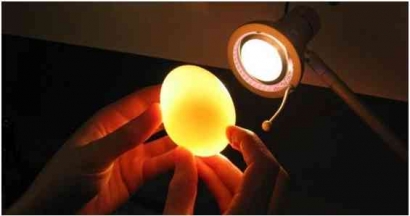 Metode Penyimpanan Telur di Tingkat Rumah Tangga untuk Mencegah Kerusakan dan Mempertahankan Kualitasnya