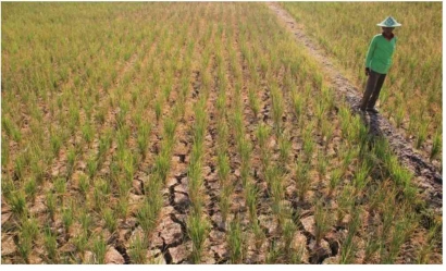 Pemanasan Global Mengancam Produksi Pangan di Indonesia