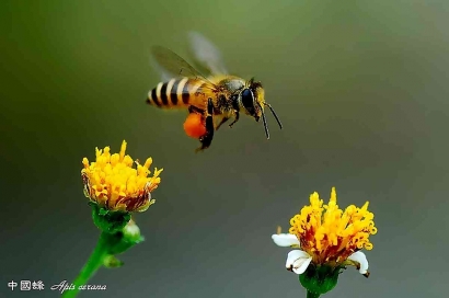 Apa sih Pelajaran yang Bisa Diambil dari Koloni Lebah?