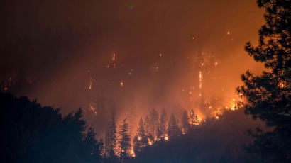 Bahaya dari Dampak yang disebabkan oleh Kebakaran Hutan