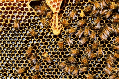 Ini Ternyata Alasan Ukuran Ratu Lebah Lebih Besar Dibanding Lebah Lainnya