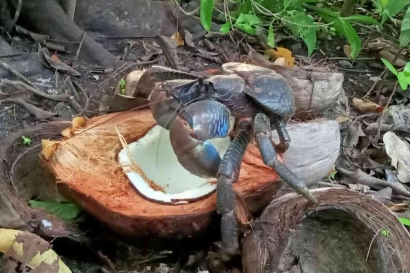 Spuna, Si Kepiting Kenari yang Hidup di Darat