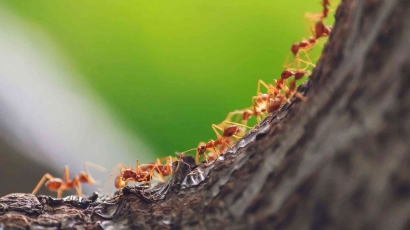 Semut: Miniatur Peradaban