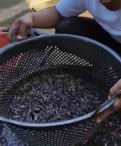 Tahap Budidaya Ikan Lele yang Dilakukan oleh Smk Negeri 1 Banyuanyar