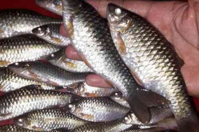 Ikan Wader Pari, Favorit Pemancing yang Terancam Punah