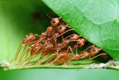 Menjelajahi Dunia yang Menakjubkan dari Koloni Semut