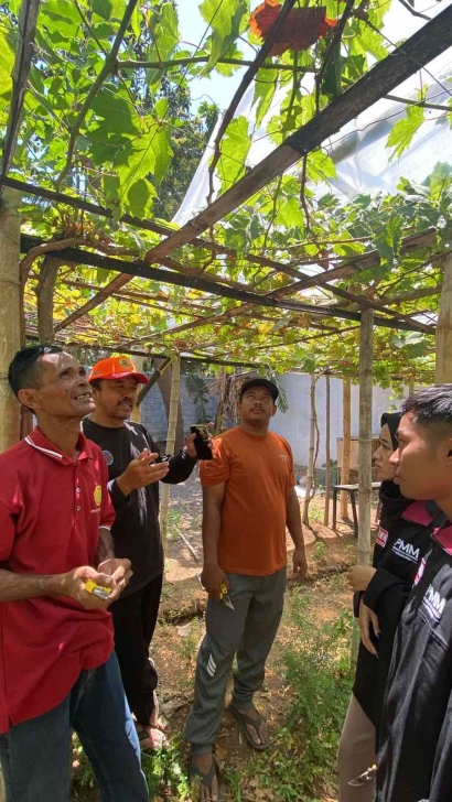 Pengembangan Anggur Bersama Kelompok Masyarakat dan Mahasiswa Universitas Muhammadiyah Malang (UMM) di Desa Sumberbulu Kabupaten Probolinggo