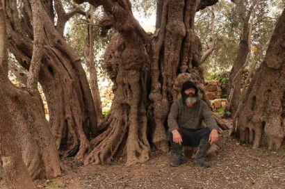 Pohon Zaitun: Simbol Keterikatan Warga Palestina terhadap Tanahnya