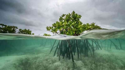 Dampak Perubahan Iklim terhadap Keanekaragaman Hayati di Ekosistem Perairan Laut