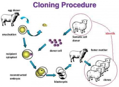 Teknologi Rekayasa Genetik dengan Proses Kloning Pada Domba Dolly
