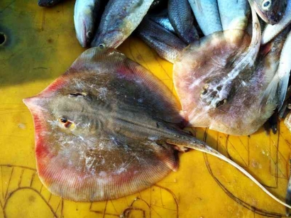 Ikan Pari Jawa Punah karena Manusia