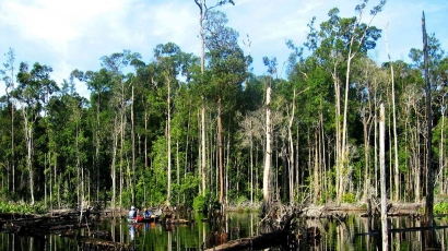 Potensi dan Tantangan Pengembangan Bioenergi dari Hutan dan Lahan Gambut di Kalimantan
