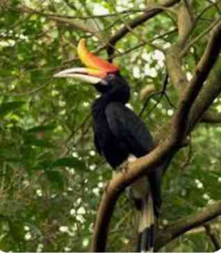Pentingnya Pelestarian Plasma Nutfah Burung di Indonesia