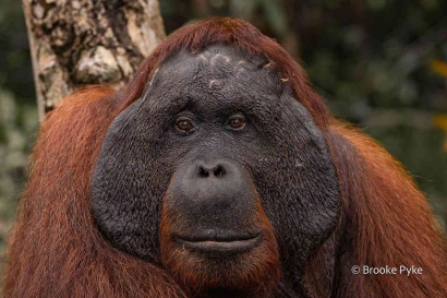 Orangutan, Tanjung Puting, dan Ekowisata: Kompromi Ideal demi Keberlanjutan