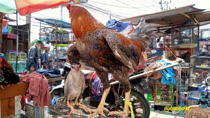 Eduwisata Mengenal Satwa di "Kebun Binatang Keliling" Pasar Ahad, Banjarmasin