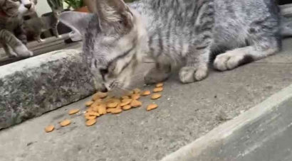 Pro Kontra Tren Street Feeding pada Kucing Liar