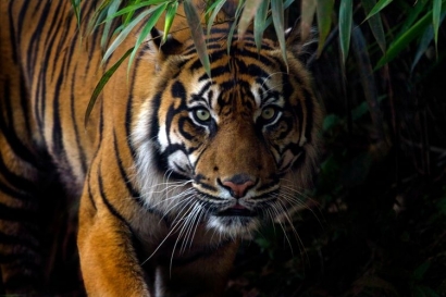 Invasi Harimau Sumatera ke Kampung: Menelusuri Akar Masalah dan Solusi