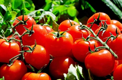 Cinta di Antara Kentang dan Tomat