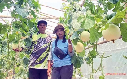 Kisah Manis Pasutri Mantan PMI Asal Blitar: Sukses Budidaya Melon Hidroponik, Terinspirasi Pertanian Korea Selatan