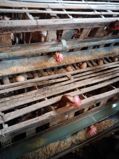 Ketidak Seimbangan Harga Telur di Beberapa Wilayah di Indonesia