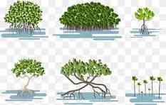 Diversifikasi Mangrove: Solusi Sempurna untuk Mengatasi Sampah Laut
