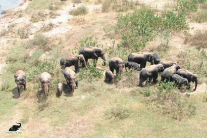 Bukan Hanya Konservasi, Gajah Butuh Tempat Migrasi