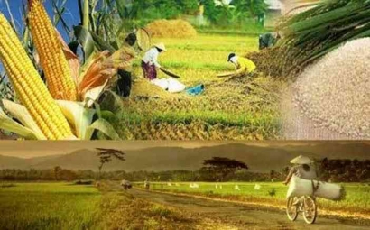 Contract Farming, Solusi Ketahanan Pangan di Masa Depan