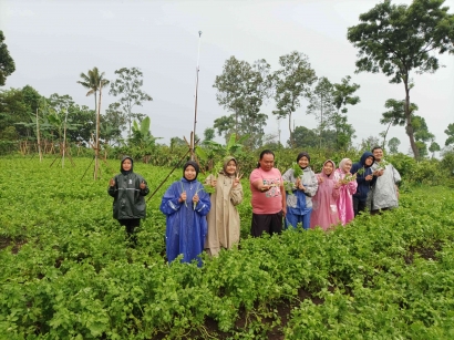 Mahasiswa KKM UIN Maulana Malik Ibrahim Malang Kelompok 75 Mengeksplor Pertanian Seledri