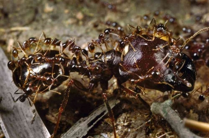 Melangkah ke Alam Semut: Menjelajahi Berbagai Semut Unik