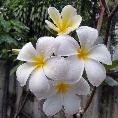 Menyimak Fakta Unik Bunga Kamboja