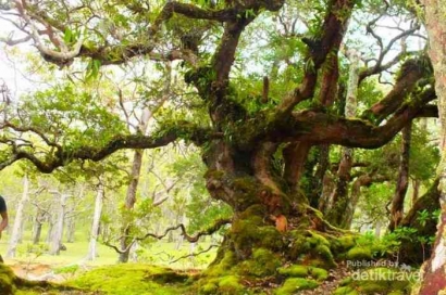 Memanjakan Mata dengan Keindahan Pesona Alam Fatumnasi yang Dihiasi Hutan Bonsai