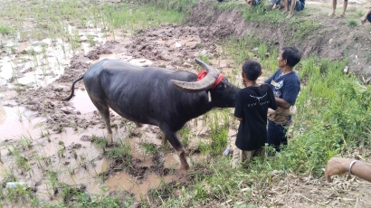 Kerbau Petarung dan Hobi Anak Muda Toraja
