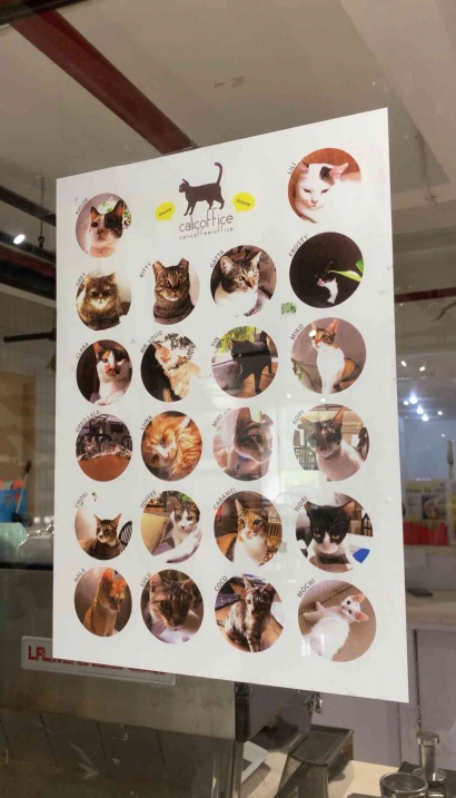 Kafe Kucing Hasil Rescue bagi Kucing Terlantar di Tangerang