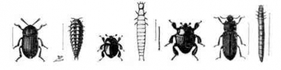 Entomology Forensik