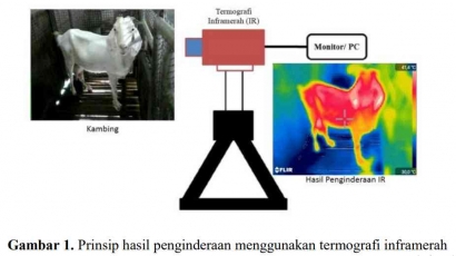 Infrared Thermography: Solusi Alternatif Pemantauan Status Fisiologi Reproduksi Ruminansia akibat Heat Stress