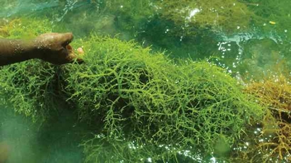 Menanam Rumput Laut sebagai Langkah Solutif dalam Menjaga dan Melestarikan Ekosistem Bawah Laut