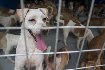Isu One Health dan Kontroversi Perdagangan Daging Anjing di Indonesia