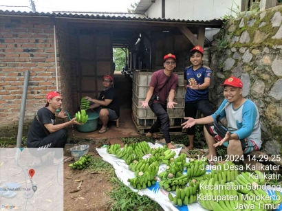 Program Pengabdian masyarakat R4 Berhasil Mematangkan Pisang Cavendish di Desa Kalikatir
