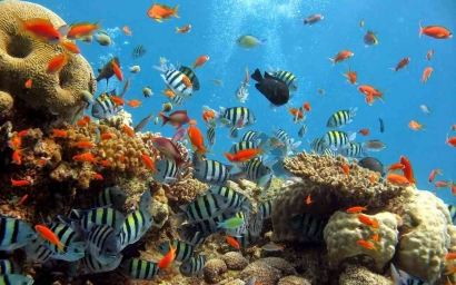 "Kehidupan di Dasar Laut: Pemahaman dan Pelestarian Ekosistem Laut"