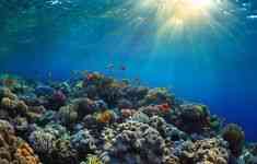 Menjaga Ekosistem Laut