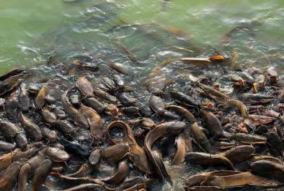 Tips Mencegah Penyakit Pada Budidaya Ikan Lele di Musim Hujan